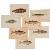 JEAN FREDERIC HENNIG, (7) FISH