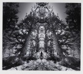 JERRY UELSMANN SURREAL REDWOOD