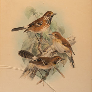 J.G. Keulemans (Dutch, 1842-1912)