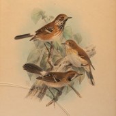J.G. Keulemans (Dutch, 1842-19