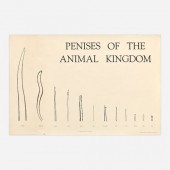 JIM KNOWLTON "PENISES OF THE A