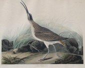 J.J. AUDUBON GREAT ESQUIMAUX C