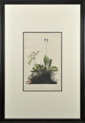 JJ AUDUBON HAVELL EDITION ENGR