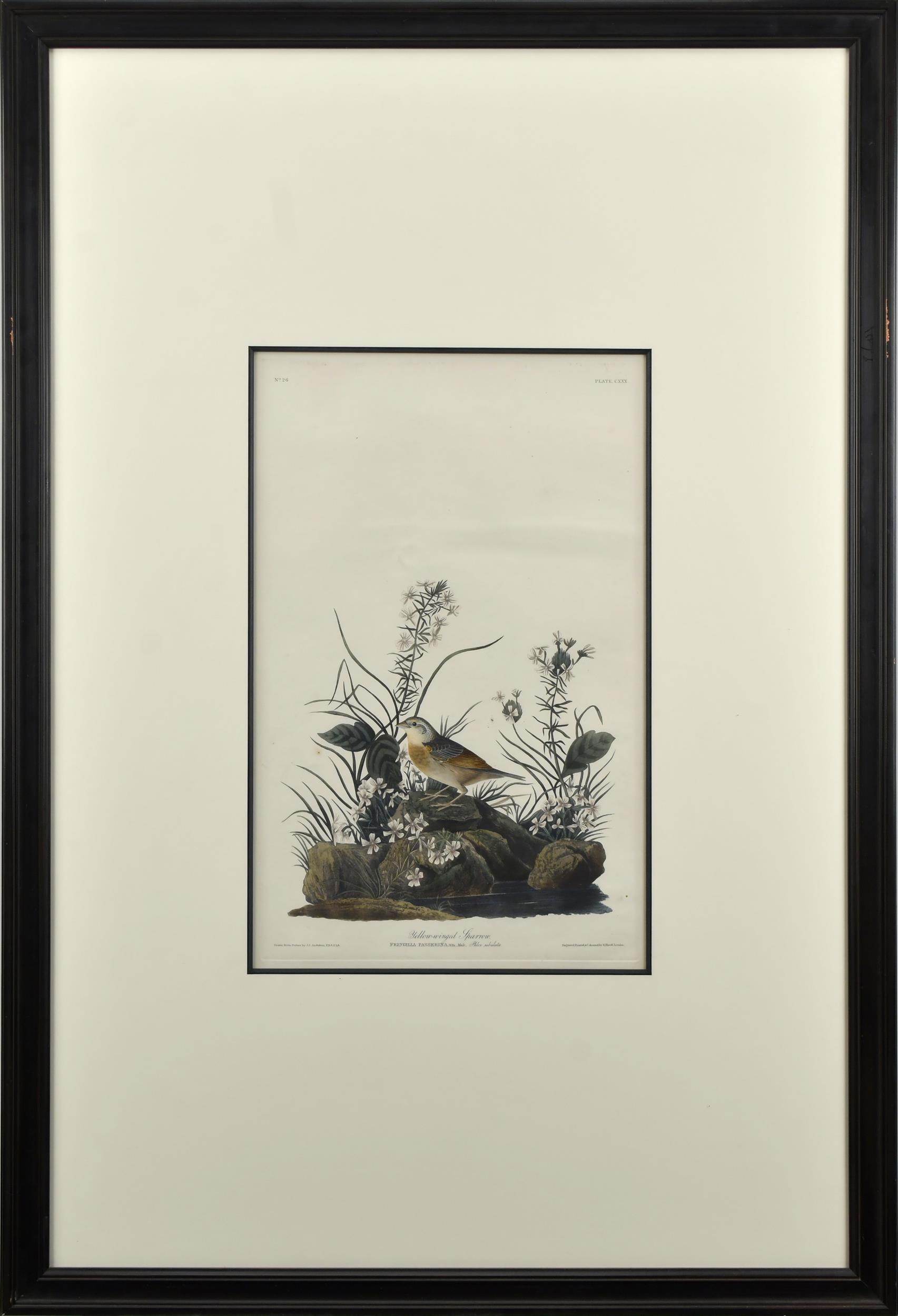 JJ AUDUBON HAVELL EDITION, YELLOW