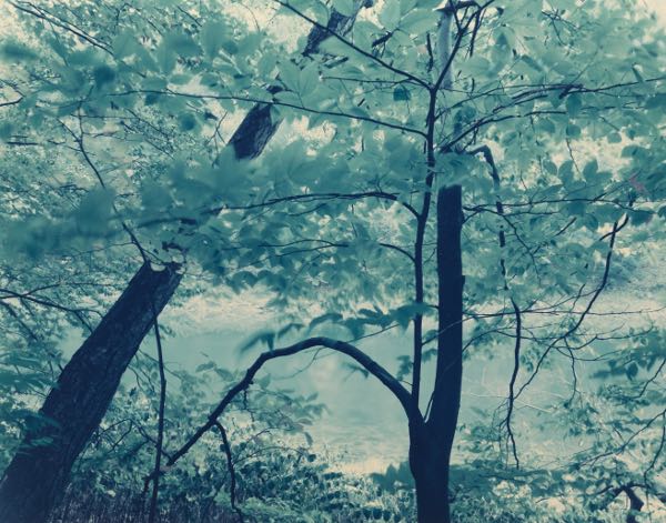 JOE MALONEY (AMERICAN, B. 1949)