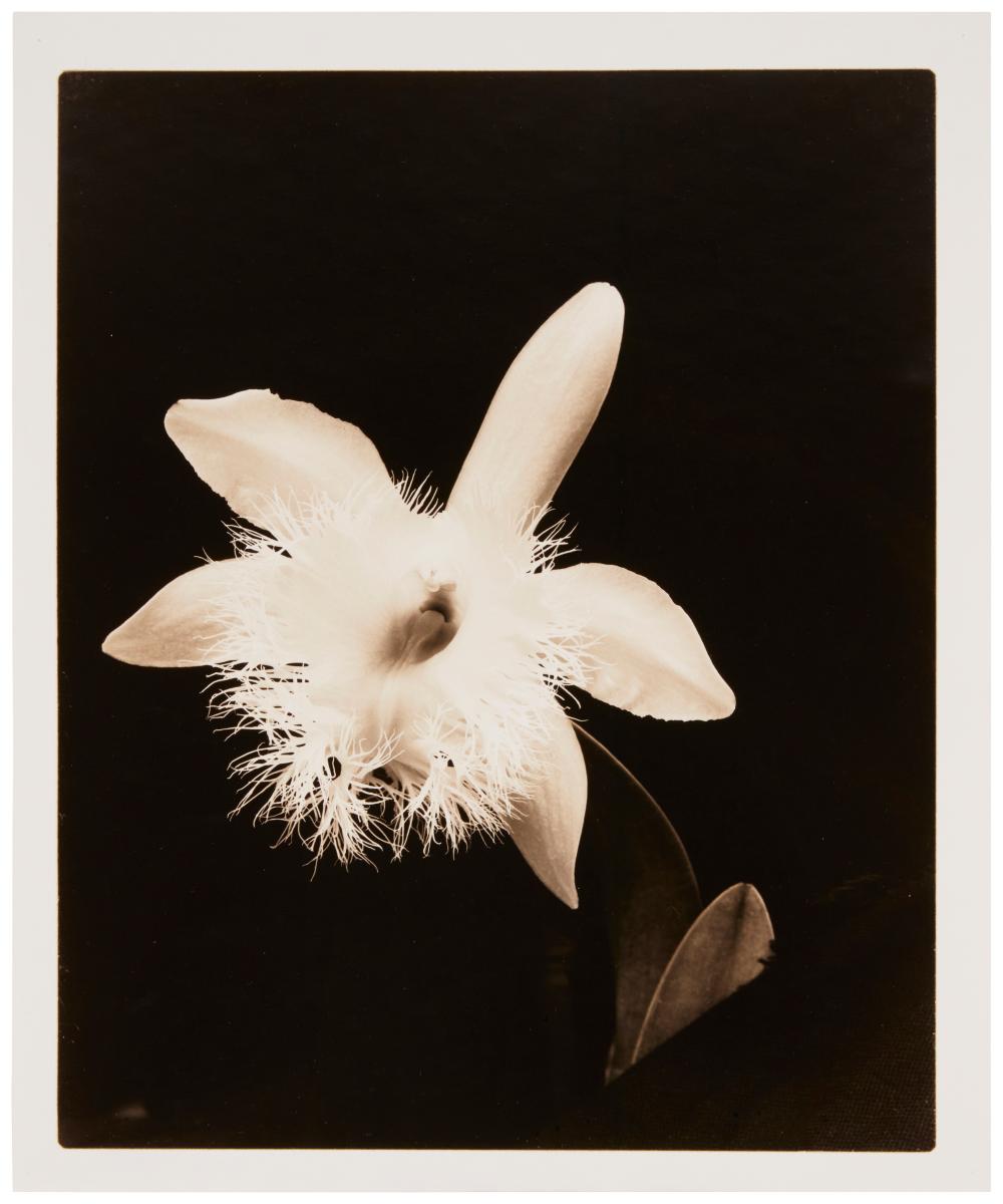JOEL GLASSMAN (B. 1946), UNTITLED
