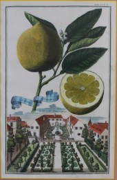 JOHANN CHRISTOPH VOLCKAMER (GE