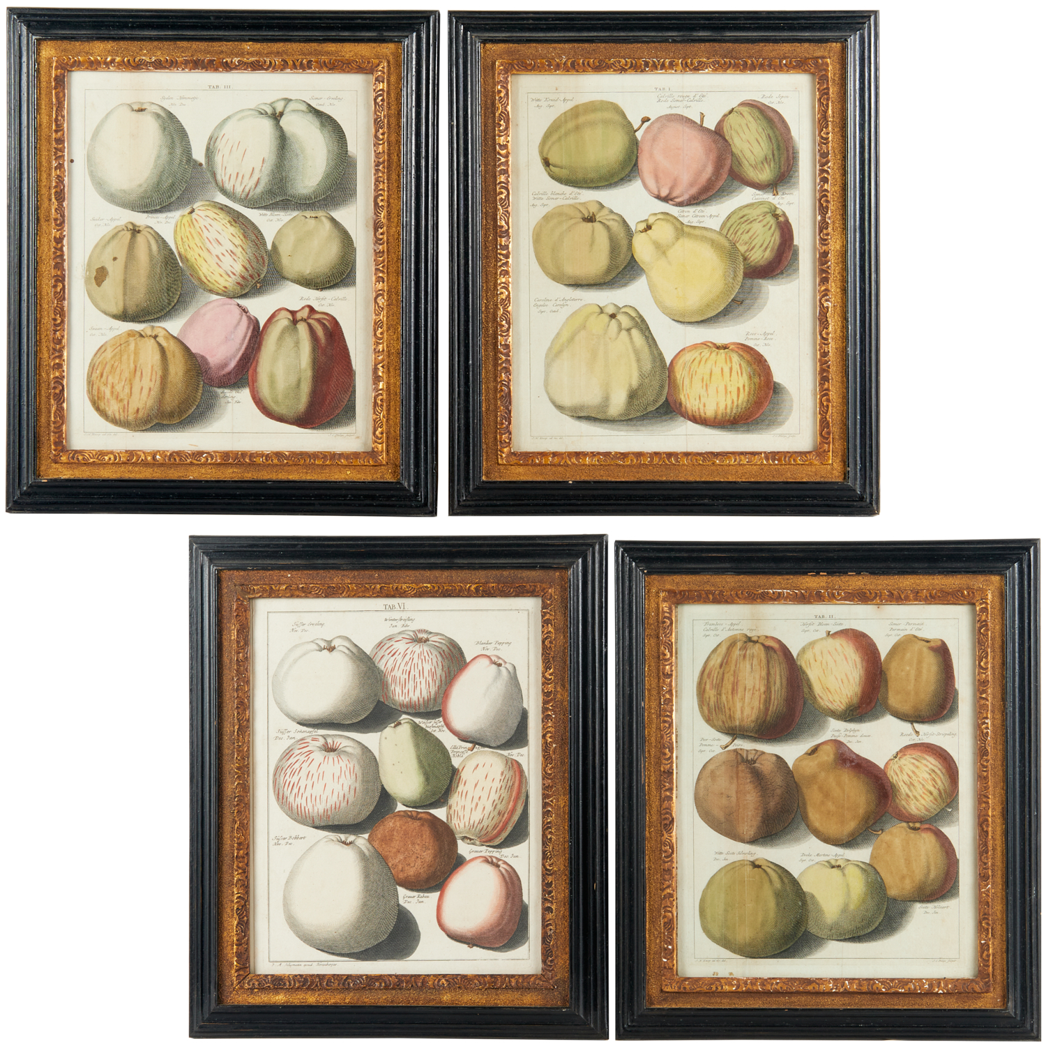 JOHANN HERMANN KNOOP, (4) BOTANICAL