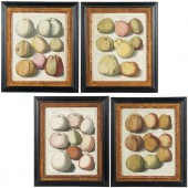 JOHANN HERMANN KNOOP, (4) BOTA