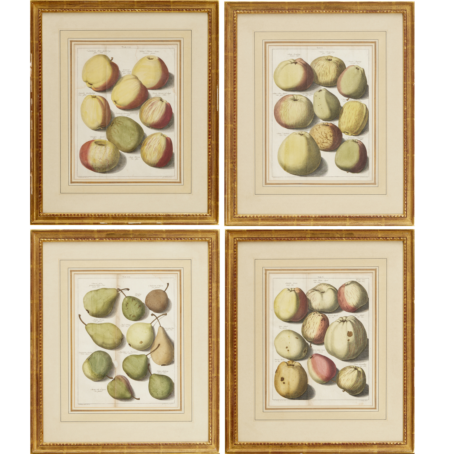 JOHANN HERMANN KNOOP, (4) BOTANICAL