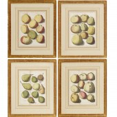 JOHANN HERMANN KNOOP, (4) BOTA