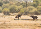 JOHANN KOCH (SOUTH AFRICA, BOR