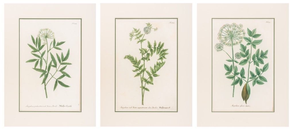 JOHANN WEINMANN BOTANICAL