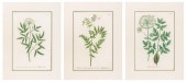 JOHANN WEINMANN BOTANICAL ENGR