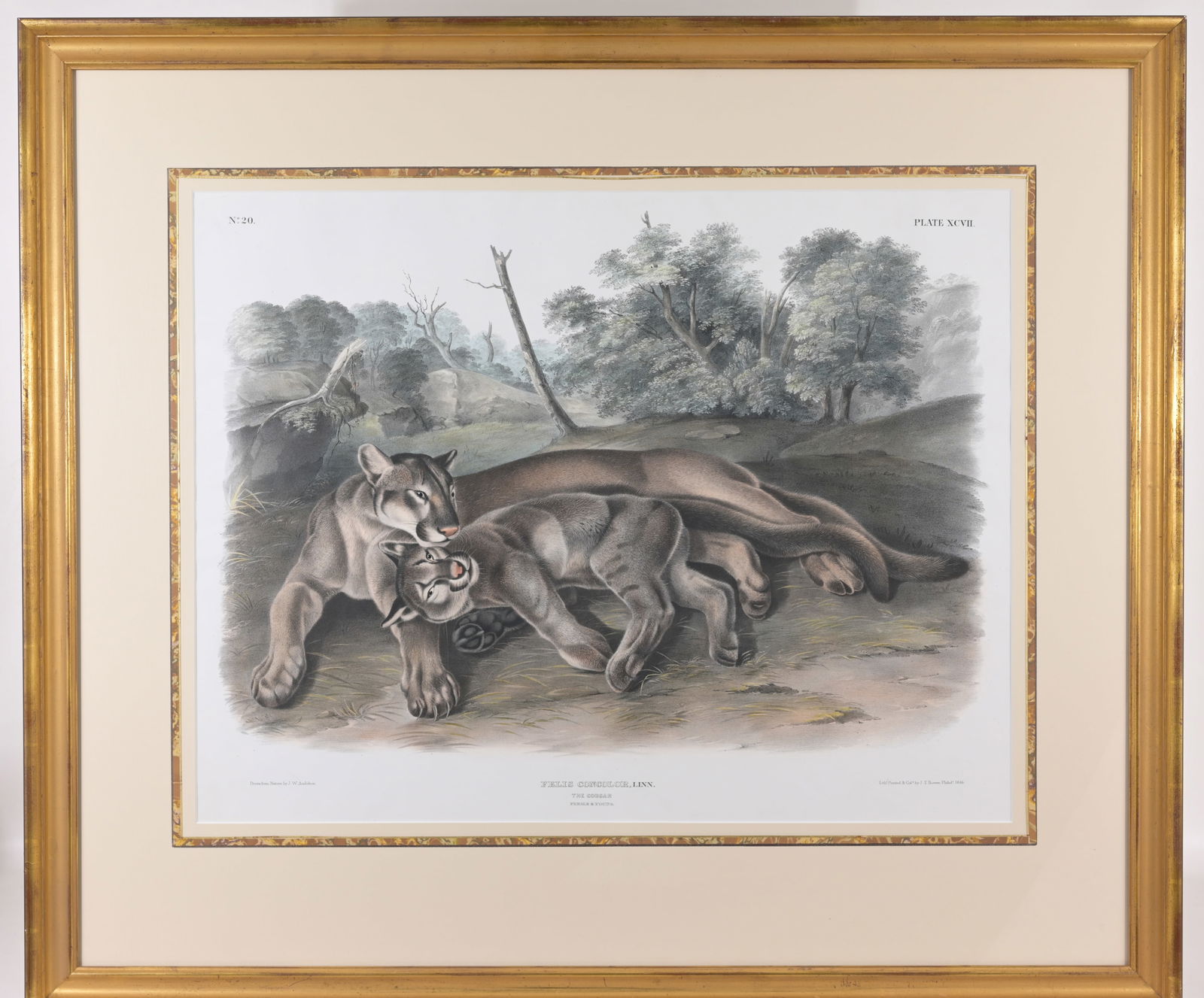 JOHN AUDUBON (1812 - 1862) "THE