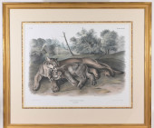 JOHN AUDUBON (1812 - 1862) "TH