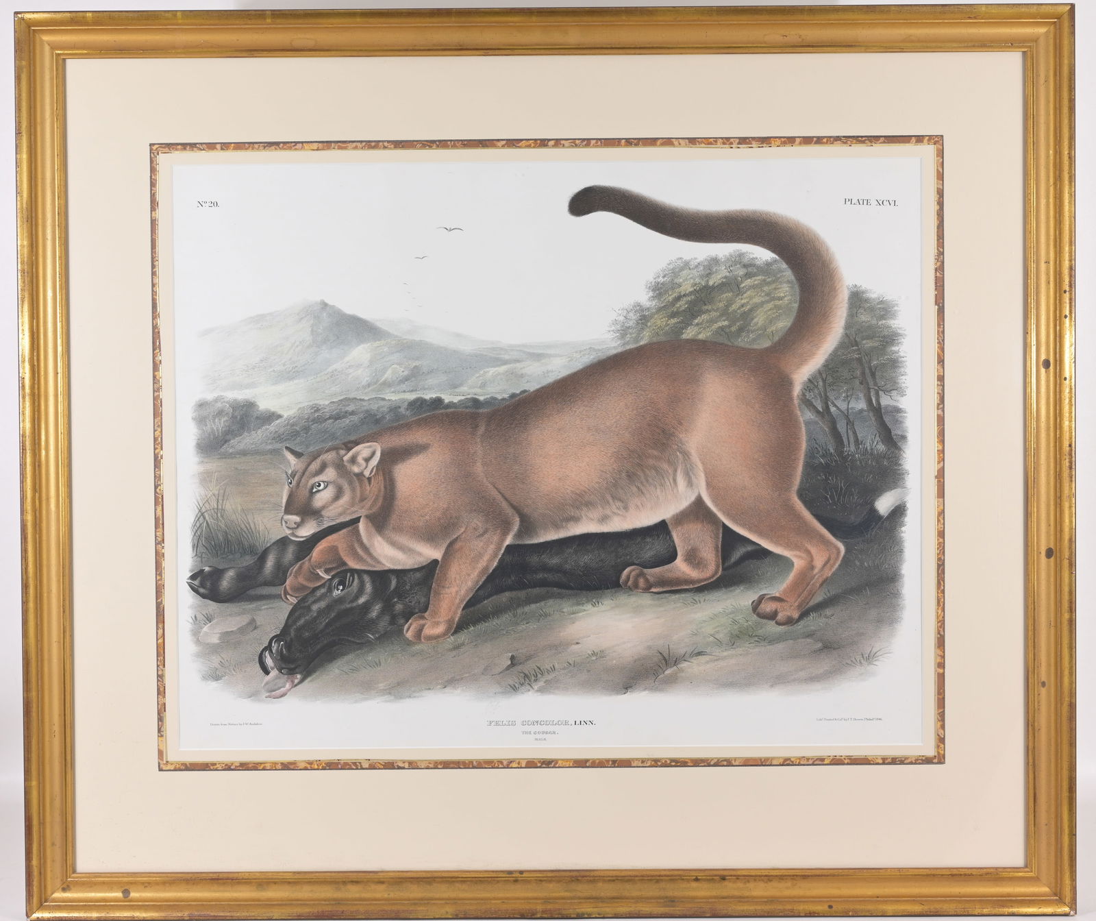 JOHN AUDUBON (1812 - 1862) "THE
