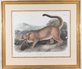 JOHN AUDUBON (1812 - 1862) "TH