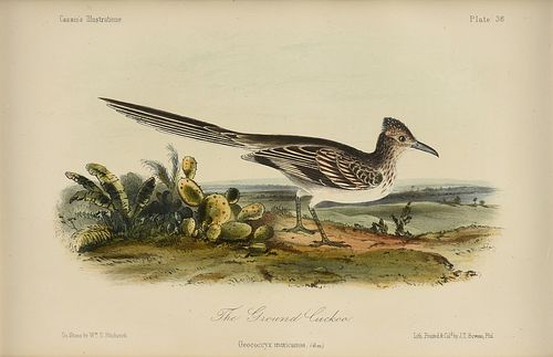JOHN CASSIN (AMERICAN 1813-1869)