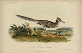 JOHN CASSIN (AMERICAN 1813-186
