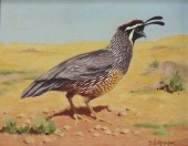 JOHN G. KRUEGER AVIAN ILLUSTRA