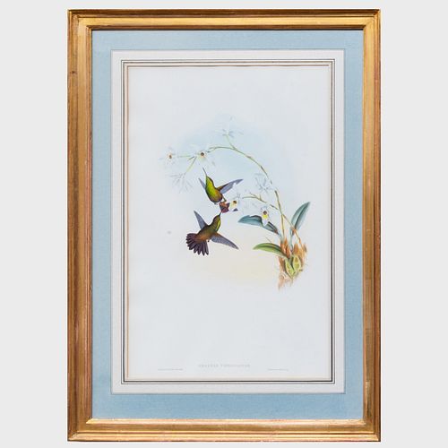 JOHN GOULD (1804-1881): ERYTHRONOTA
