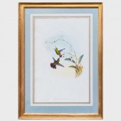 JOHN GOULD (1804-1881): ERYTHR