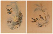 JOHN GOULD (1804-1881) & H.C.