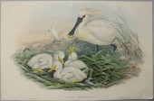 JOHN GOULD AND H. RICHTER (180
