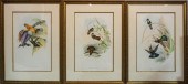 JOHN GOULD AND H.C. RICHTER (B