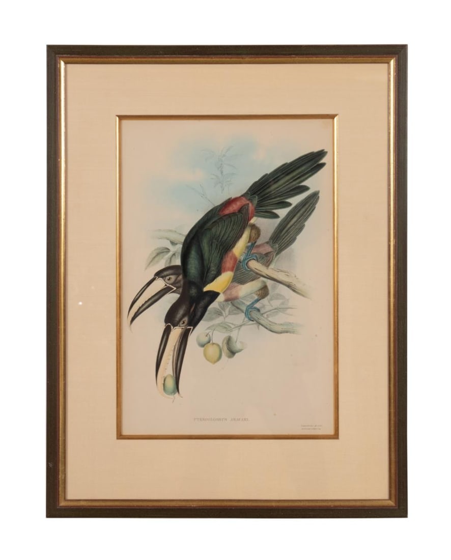 JOHN GOULD BLACK NECKED TOUCANS