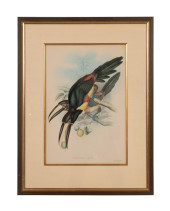 JOHN GOULD BLACK NECKED TOUCAN