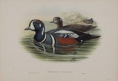 JOHN GOULD (BRITISH, 1804-1822