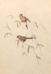 JOHN GOULD (BRITISH, 1804-1881