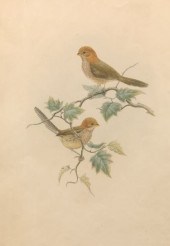 JOHN GOULD (BRITISH, 1804-1881