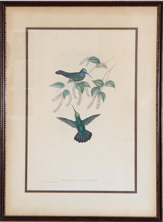 John Gould (British 1804-1881) PAIR