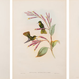 John Gould (British, 1804-1881)