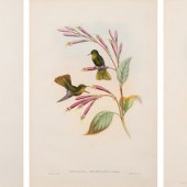John Gould (British, 1804-1881
