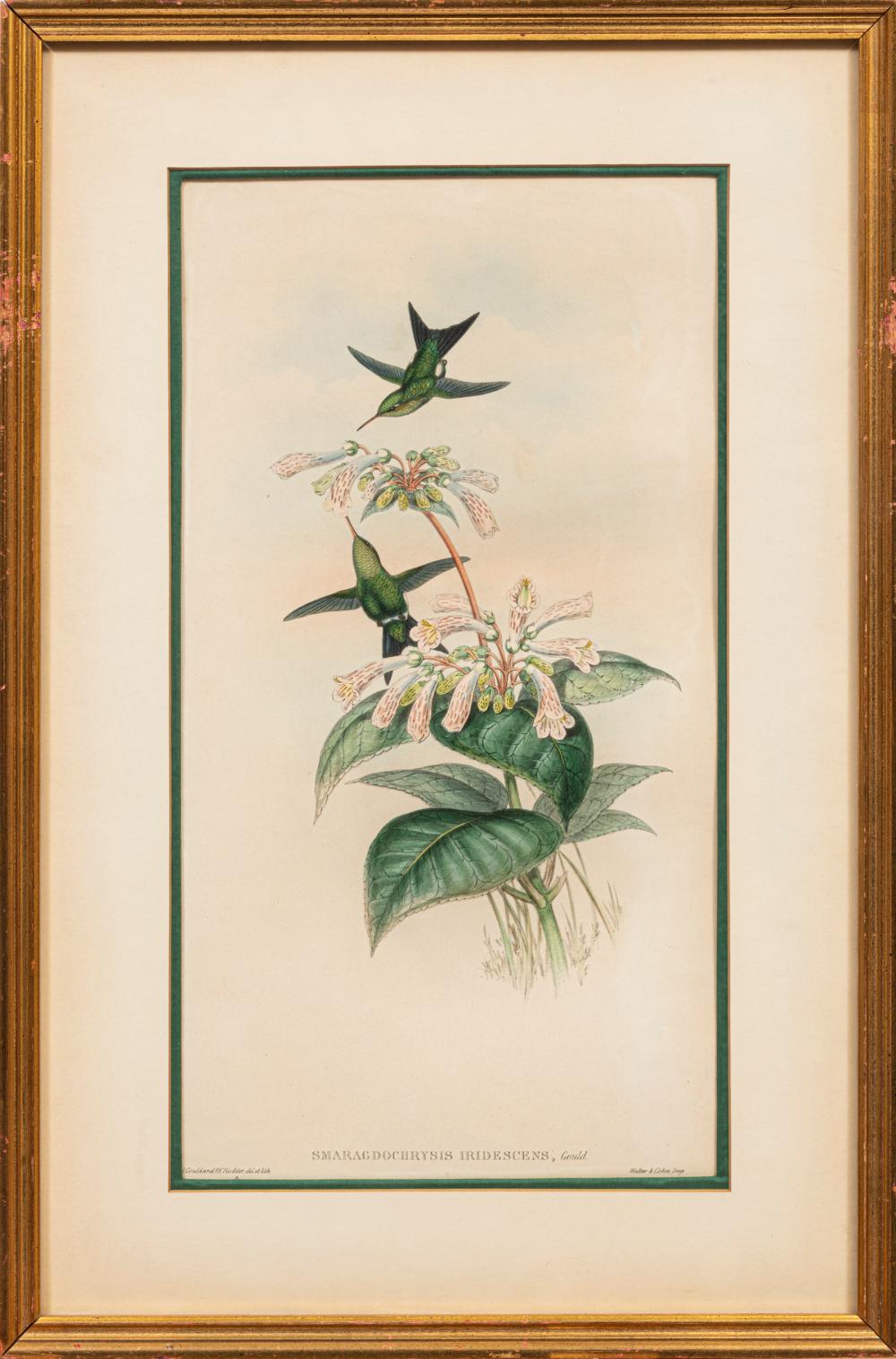 JOHN GOULD (BRITISH, 1804-1881)John