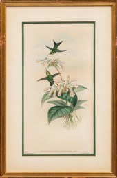JOHN GOULD (BRITISH, 1804-1881
