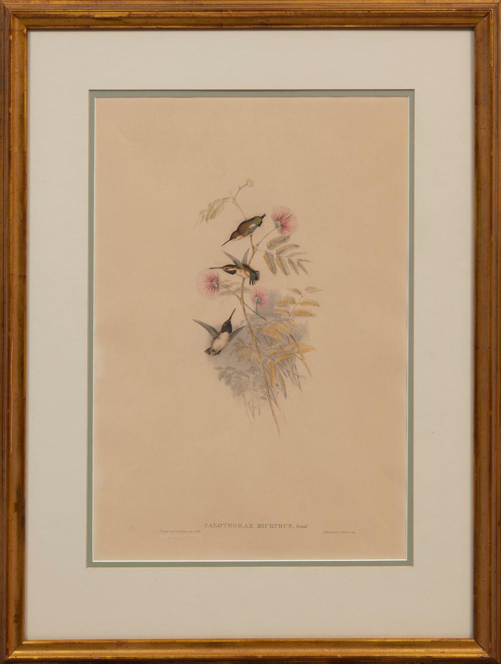 JOHN GOULD (BRITISH, 1804-1881)John