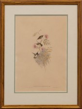 JOHN GOULD (BRITISH, 1804-1881