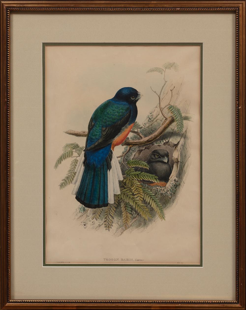 JOHN GOULD (BRITISH, 1804-1881)John
