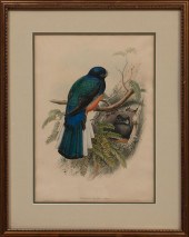 JOHN GOULD (BRITISH, 1804-1881