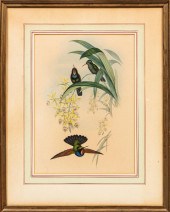JOHN GOULD (BRITISH, 1804-1881