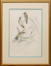 JOHN GOULD (BRITISH, 1804-1881