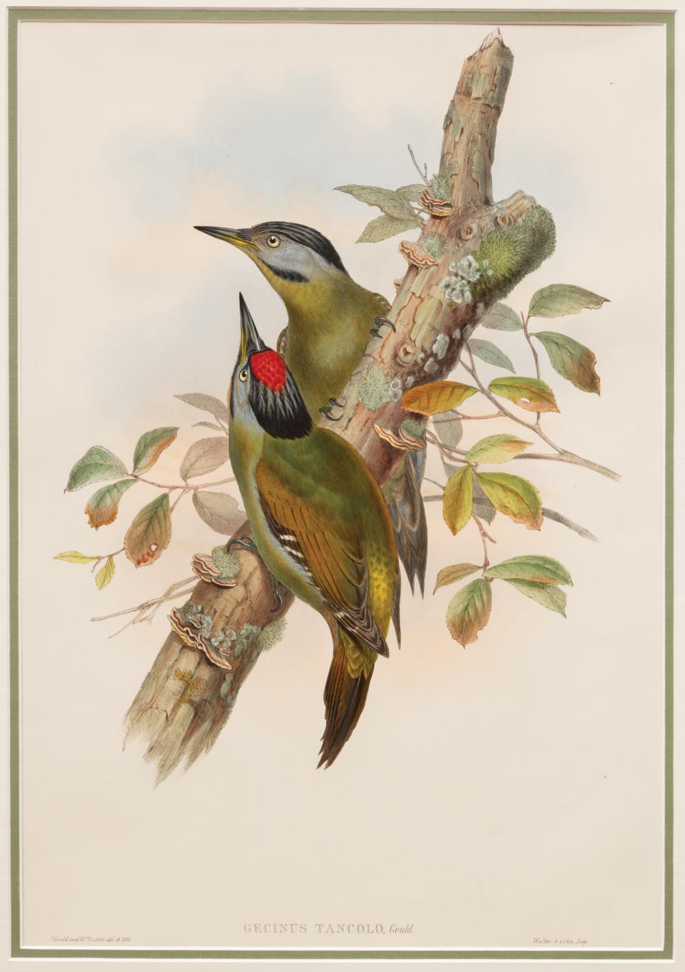JOHN GOULD (BRITISH, 1804-1881)John