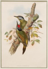JOHN GOULD (BRITISH, 1804-1881