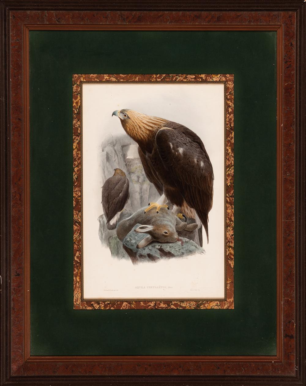 JOHN GOULD (BRITISH, 1804-1881)John