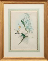 JOHN GOULD (BRITISH, 1804-1881